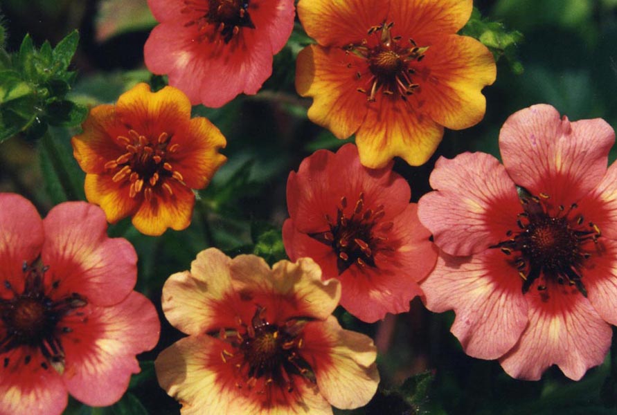 Potentilla nepalensis 'Miss Willmott' photo